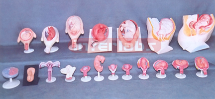 HUMAN PREGNANCY SERIES MODEL (91 PCS / SET)